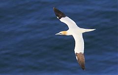 Northern Gannet